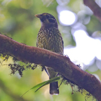 Spotted Catbird